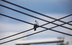 Pigeons sitting on the electric high-rise wire. Birds on the power line. Calm pigeon on electricity wire.
