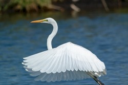 The great egret (Ardea alba) is a species of bird from the family Ardeidae, of the genus Egretta. This bird is a type of fish-eating birds, shrimp that have habitat in mangroves and sand, rice fields.