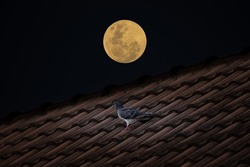 Full moon with bird on roof house in the dark night.