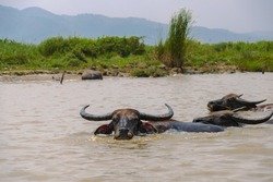 Swimming buffalos in Inle Lake in summer, Myanmar (Burma)