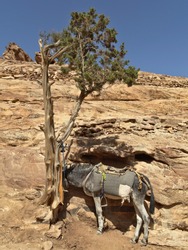 A donkey resting in the shade of an arbor vitae in the desert close to Petra, Jordan. 