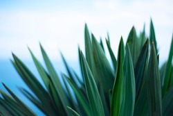  Sharp green agave leaves on a blue background. The silhouette of the blades.