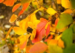 Red orange and yellow leaves. Autumn backgrounds.