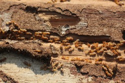 Termites are eating the wood of the house. They destroy houses, wooden parts and destroy wood products.