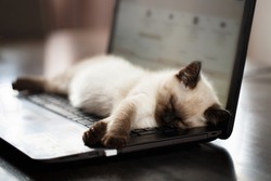 Cat sleeps on keyboard pc computer. Shallow DOF
