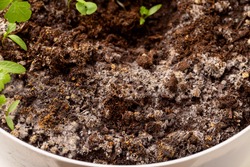 White mold on soil in flower pot 