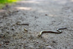 Little snake crawling along the forest path