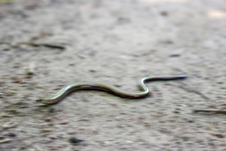 Slow worm crawling fast along the path