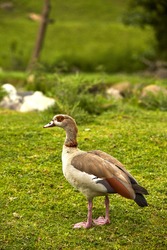 Egyptian goosey goose
