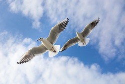 Two seagulls soaring in the blue sky. Seagulls fly high in the cloudless sky. Birds of prey fly in the clear blue sky. Birds fly in search of insects or fish. Seabird in flight. Sochi