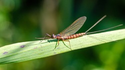 Ephemera danica is a species of mayfly in the genus Ephemera.