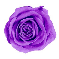flower purple rose isolated on white background  with clipping path. Close-up. Nature.