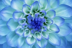 Dahlia flower closeup. Macro. Blue, cyan, aquamarine.