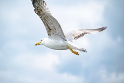 Seagull flying with bright background, picture taken in cloudy day, young bird with brown wings