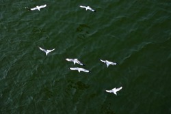 Sea gulls group flying on river water