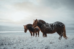 Icelandic horses are very unique creatures for the Iceland. These horses are more likely ponies but quite bigger and they are capable of surviving hard weather conditions that are usual for the north.
