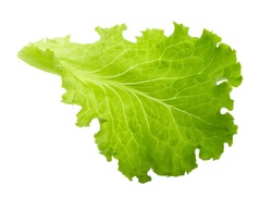 Green lettuce leaf isolated without shadow