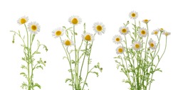 Chamomiles daisy flowers isolated on white background set