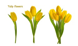 yellow tulip flowers isolated white background without shadow