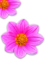 Pink Cosmos flower isolated on white. dicut save in jpg file Clipping paths.