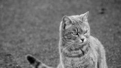 Portrait of stray cat in a street looking to the right. Image for background, internet sites. horizontal banner