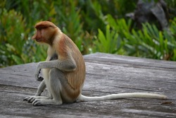 A single proboscis monkey sits on a platform in a jungle setting. 