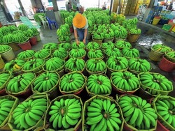 View over the banana market in Thailand, Fresh raw banana group for sell in big market,Talat Thai,Thailand,Wholesale market of agricultural products.