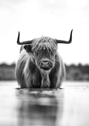 Scottish highlander cow in national park in the Netherlands! 