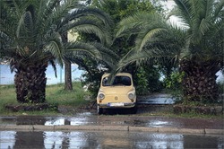 car under palms. 
yellow car beetle stands under green palm trees on the seashore after rain in a wet parking lot with puddles.