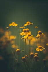 Close up of tiny yellow flowers in a meadow. Soft focus, bokeh and blurred background. Dark and moody tones