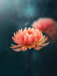 Macro of a single orange Autumn dahlia flower on dark aqua background. Blurred background with soft focus and shallow depth of field. Magical floating dust over the flower