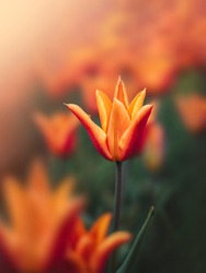 Macro of single isolated red and orange tulip flower against soft, blurred green background with bokeh bubbles and sunshine