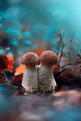 Tall macro of two beautiful brown Boletus mushrooms in a scenery with teal background and bokeh. Shallow depth of field. Vivid orange fallen Autumn leaves in the back