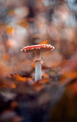 Macro of a single red fly agaric mushroom in the scenery with a soft, dreamy, and orange Autumn background and bokeh. Shallow depth of field, Soft and blurred foreground with fallen leaves