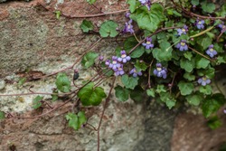 ivy-leaved toadflax / Cymbalaria muralis on the wall of Kalemegdan fortress in Belgrade