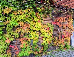 Bright green, yellow, orange, red decorative grape virginia creeper vines twining pergola fence in daylight