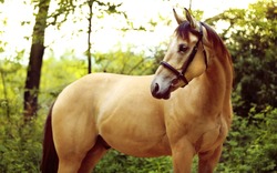 Golden quarter horse with bridle standing in forest and looking for something 