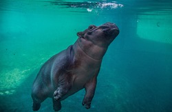 hippopotamus underwater hippo swimming close up 