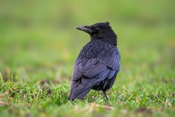 a common northern raven is looking for food in a meadow