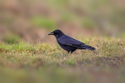 a common northern raven is looking for food in a meadow