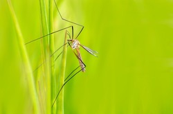 a crane fly sits on blades of grass in a meadow