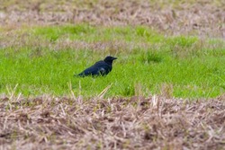 a common raven is looking for food in a field