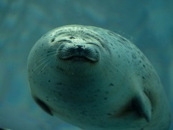 Cute ringed seal adorable kawaii Japanese seal round seal with a smile underwater puffy seal