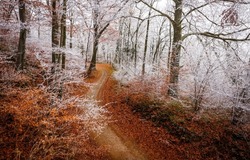 Frost on the branches in the autumn forest. Autumn in snow. Snowy autumn. Snowy autumn forest road