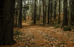 Forest path among the trees. Forest path. Path in forest. Forest path way