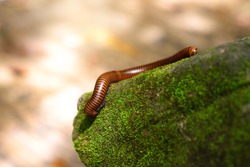 Millipede in nature , Phylum Arthropoda , Class Diplopoda.