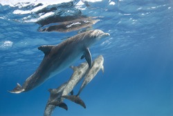 A pod of Atlantic Spotted Dolphin (Stenella frontalis) head to the surface while playing.