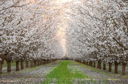 Fresno county blossom trail 2021 spring