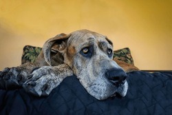 This is a photo of a Great Dane.