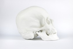 Gypsum human skull at white background. Forensic science and anatomy concept.